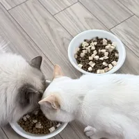 升级款给软便猫指了条明路。。。