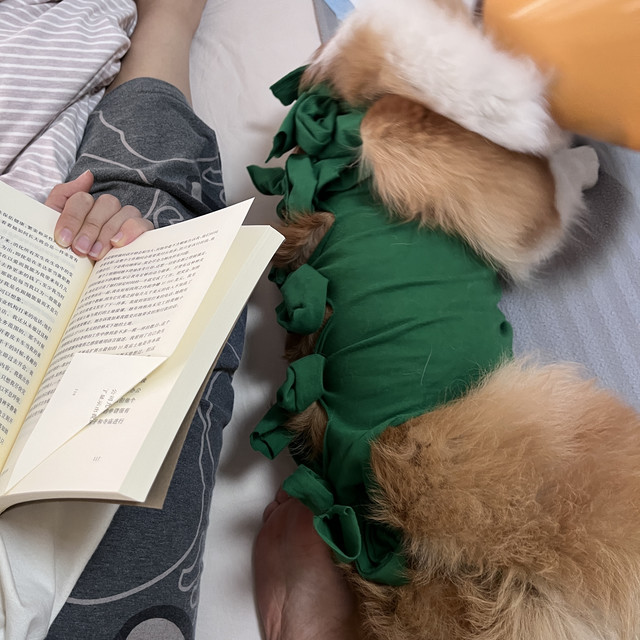 母宠绝育全攻略｜最佳时间➕术前术后➕花费