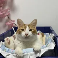 别再被猫粮洗脑了！养猫越跟风，猫越遭罪！