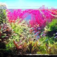 4款“躺平式”中景水草，轻松打造层次感水景