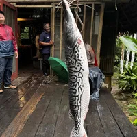 哥伦比亚｜在亚马逊雨林当野人