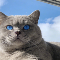 别再一袋粮喂到老！2026年保姆级分龄猫粮选择指南