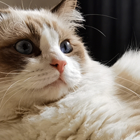 分龄猫粮怎么选？从离乳到老年，看懂猫咪一辈子的饭碗