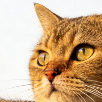 分龄猫粮选什么？2026国产猫粮助力猫咪成长！