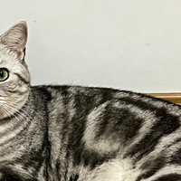 分龄猫粮选什么？2026国产猫粮助力猫咪成长！