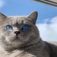 别再一袋粮喂到老！2026年保姆级分龄猫粮选择指南