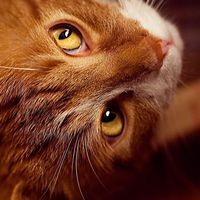 分龄猫粮怎么选？从离乳到老年，看懂猫咪一辈子的饭碗