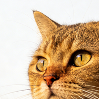 分龄猫粮选什么？2026国产猫粮助力猫咪成长！