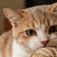 分龄猫粮怎么选？2026不踩坑测评！