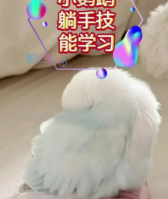 小鹦鹉躺手技能学习#鹦鹉 #鹦鹉鹦鹉萌萌哒逗鹦鹉 #训鸟教程 #手养鹦鹉 #鹦鹉小白