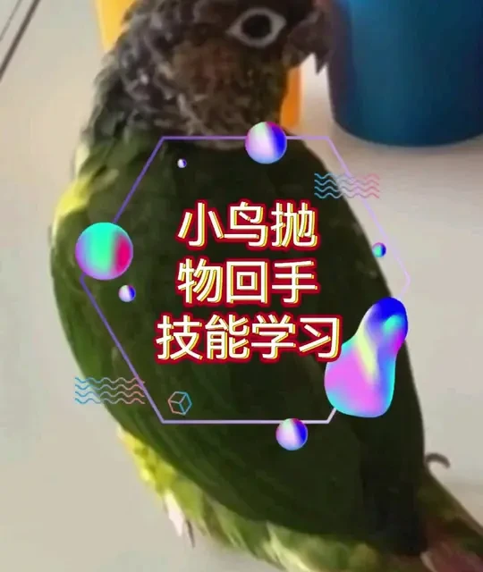 小鸟抛物回手技能学习#鹦鹉日常 #鹦鹉 #手养鹦鹉 #鹦鹉鹦鹉萌萌哒逗鹦鹉 #牡丹鹦鹉