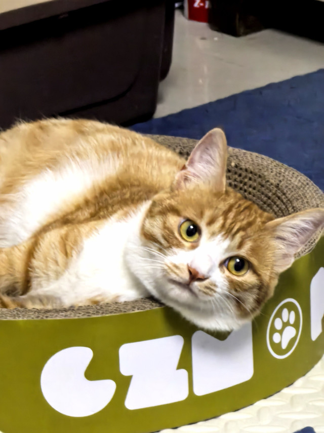 家里养猫的看过来！专治挑食小猫！！