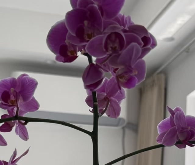 四川一女子，用1根杆把“蝴蝶兰养成大花树”，网友：如何做的！