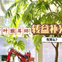 密叶猴耳环转盆补光有用么？
