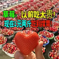 草莓价格大跳水!低至到1元两斤吃到撑胃?会成下个阳光玫瑰吗 #助农水果 #草莓 #冷知识 #辟谣