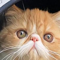 哪些猫粮的牌子比较好？猫粮推荐品牌