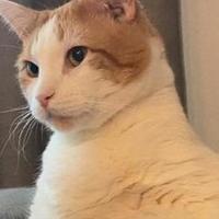 哪些猫粮口碑好性价比高？2026年最新优质猫粮推荐排行榜