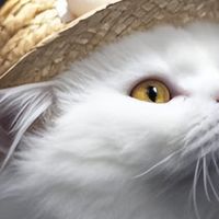 猫咪“玻璃胃”吃什么猫粮好？试试这5款！