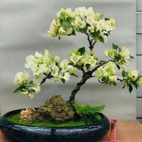新手闭眼入！30天用几十块植物养出高颜值盆景