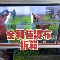 金利佳小瀑布｜无广真实测评纯｜细节体验分享
#瀑布过滤器 #水族器材 #草缸 #养鱼日记
