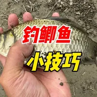 春天钓大板鲫，别再10钓9空了！做好这3点，想不爆护都难（建议收藏）简单靠谱，想空军都难 #钓鱼人春季作钓计划 #钓鱼技巧 #野钓鲫鱼