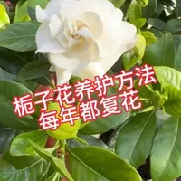 栀子花养护方法 #栀子花#养花小知识#室内养花#养花#花卉绿植