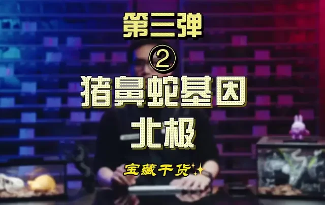 猪鼻蛇基因科普，最难分辨的通用基因
#科学科普 #宠物蛇 #猪鼻蛇 #动物世界 #蛇类科普