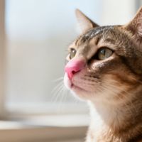 猫用免洗护毛喷雾真能抑菌驱虫？安全底线与成分功效实测对比