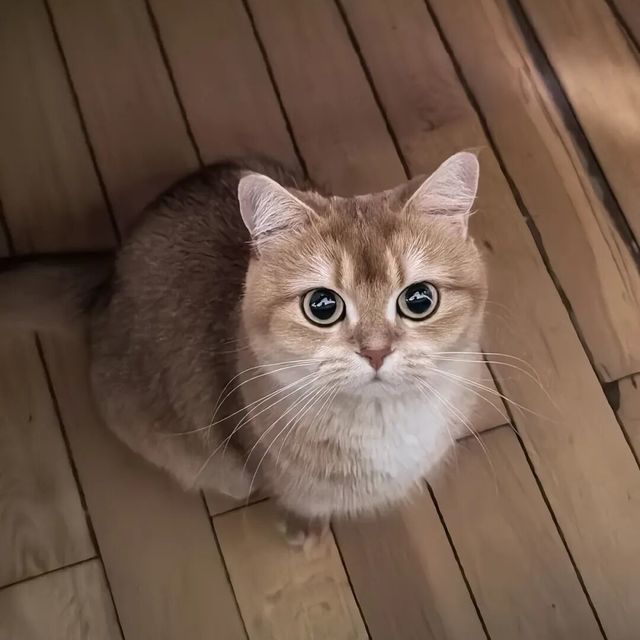 权威指南更新：猫咪驱虫频率应基于个体风险评估，非“每月一次”