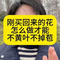 刚买回来的花怎么做才能不黄叶不掉苞#花卉绿植  #爱生活爱养花 #种植小技巧 #家庭养花#室内养花