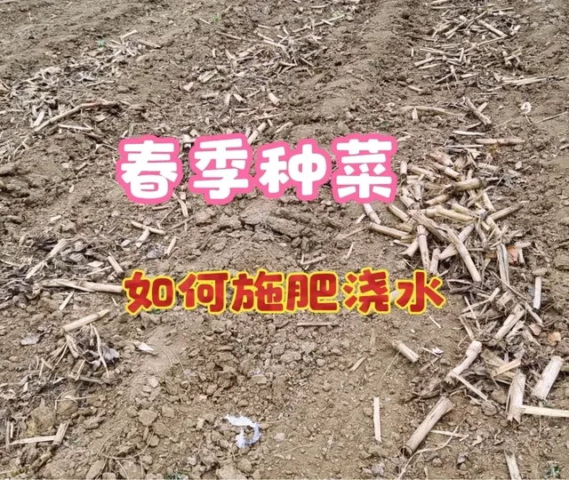 春季种菜做好这两步，蔬菜出苗快长势好，许多人忽视了，学学 #蔬菜种植 #种菜 #种菜小技巧 