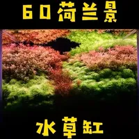 开一个60缸水草造景 五颜六色的水草你爱了吗#水草造景 #水草缸#草缸造景 #水草 #鱼缸里的大自然