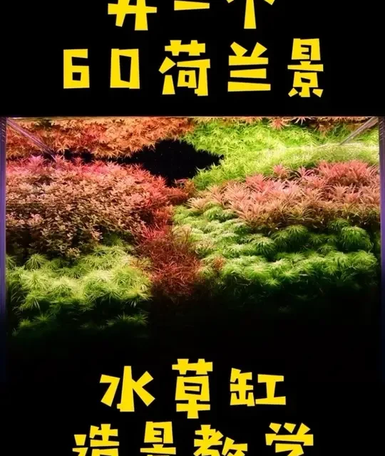 开一个60缸水草造景 五颜六色的水草你爱了吗#水草造景 #水草缸#草缸造景 #水草 #鱼缸里的大自然