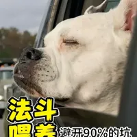养好法斗只 4 步,少走 90% 弯路 新手养法斗必看干货!饮食、护理、防暑、运动核心要点一次讲清,帮你避开常见饲养坑,让毛孩子健康少生病。想知道最容易被忽略的致命误区?评论区扣「法斗养护」,下期直接揭秘! #萌宠出道计划 #万物可爱计划 #布丢智能定位项圈 @萌宠 @抖音精选官方账号#法斗 #萌宠