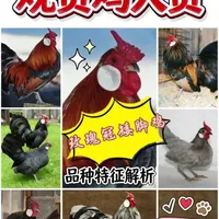 玫瑰冠矮脚鸡：历史悠久的小型观赏鸡 该品种羽色丰富多样，在国内深受养殖爱好者的喜欢。#家禽品种知多少