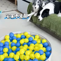 小狗在家也能玩疯的快乐游戏