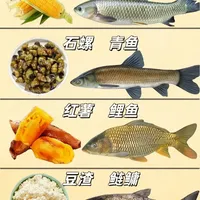 常见鱼的用饵秘诀，学会直接爆护！