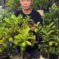 柠檬树科学养护指南：环境、水肥与修剪全解析