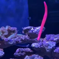 海钓DIY软饵，带诱鱼素，泳姿飘逸。#海钓