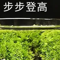 “步步登高”苔藓微景观送朋友/老师办公桌上的减压小礼物