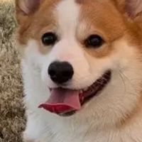 宠物空气净化器哪个牌子好？十大爆款助你下单，新手必看测评！