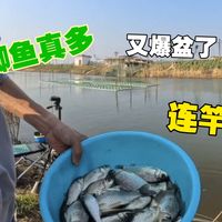 野钓鲫鱼
