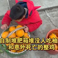 下蛋鸡意外死亡,用没人吃的柚子堆肥炼化有机肥
