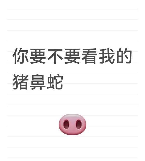 萌萌猪鼻，值得拥有