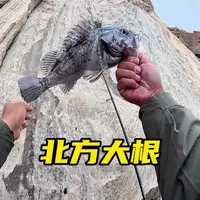 北方深水大根 在深水结构和底层鱼的强力对决，看我如何拿捏#凌屿岸投竿 #凌屿962M #路亚 #海龙王魔道4代 #海龙王pe线