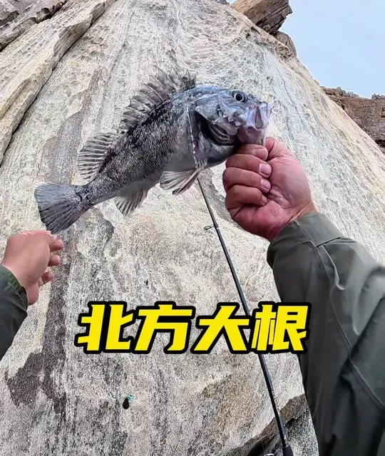 北方深水大根 在深水结构和底层鱼的强力对决，看我如何拿捏#凌屿岸投竿 #凌屿962M #路亚 #海龙王魔道4代 #海龙王pe线