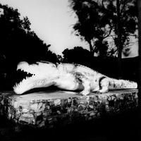 年货节只够买一支镜头，选变焦万金油还是定焦大光圈？