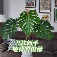 我家养的四款新手龟背竹推荐（优缺点分析）
#龟背竹 #室内绿植 #花卉养护 #花花草草 #洒金龟背竹