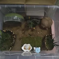 新手土养仓鼠第8️⃣天分享