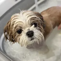 20后西施犬居家洗护